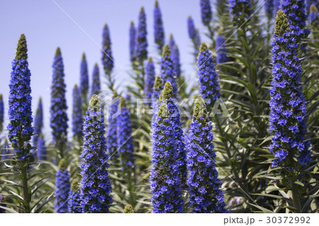 エキウム・ファスツォスム 30372992