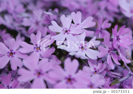 芝桜 30373351