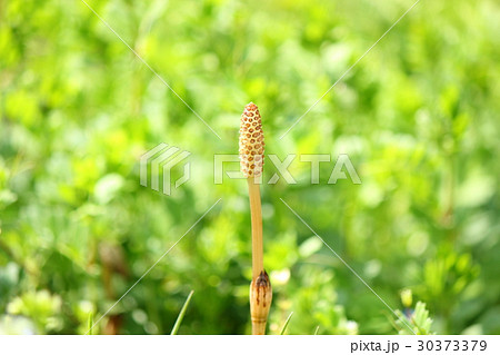 つくし つくし 30373379
