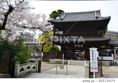桜の泉岳寺 30373474