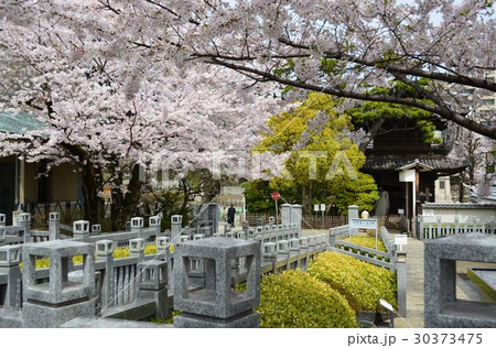 桜の泉岳寺 30373475