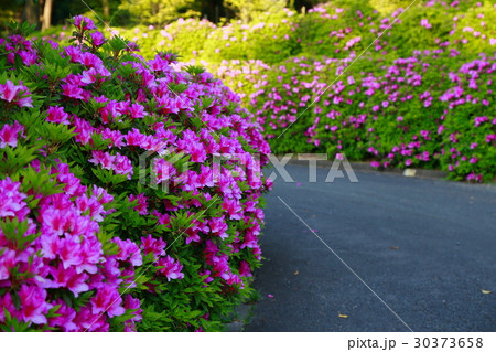 ときわ公園のツツジ ときわ公園のツツジ 30373658