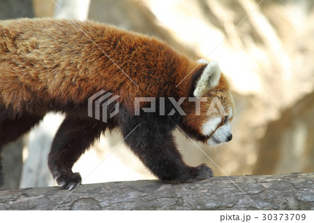 レッサーパンダ 30373709