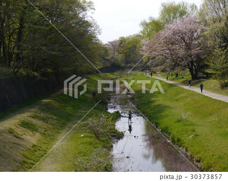 野川公園 野川公園 30373857