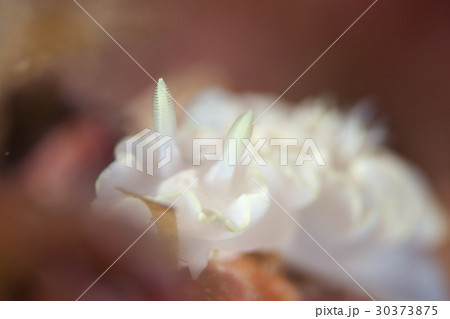 シロタエイロウミウシ 30373875