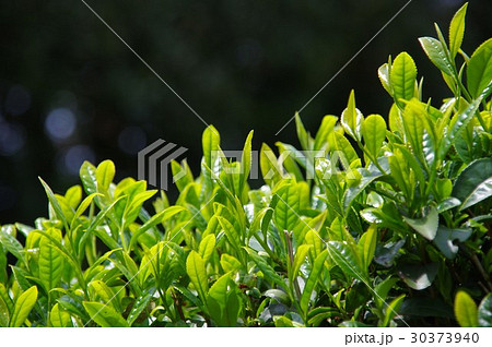 新茶の季節 新茶の季節 30373940