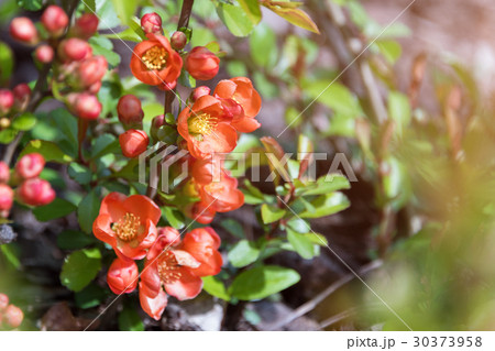 Beautiful flowering Japanese cherry Sakura 30373958
