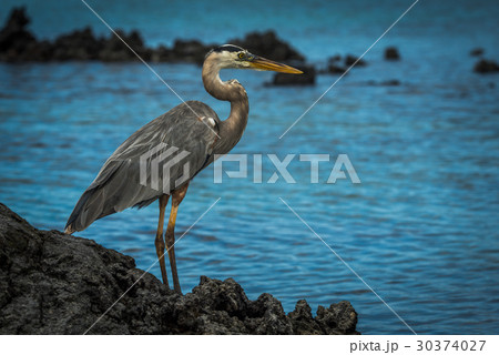 Great blue heron looking out to sea Great blue heron looking out to sea 30374027