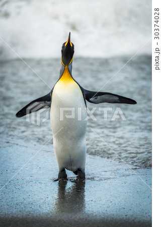 King penguin flapping flippers on wet beach King penguin flapping flippers on wet beach 30374028