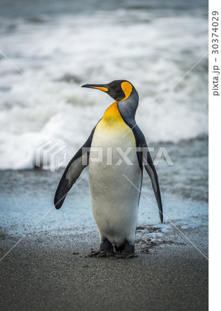 King penguin on beach with head turned 30374029