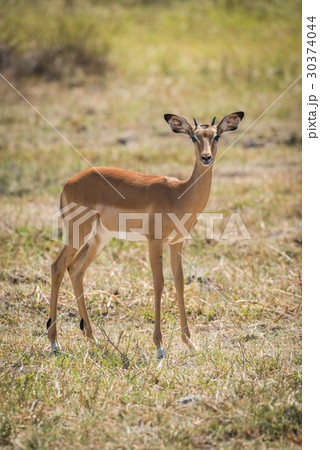 Young impala standing on plain facing camera 30374044