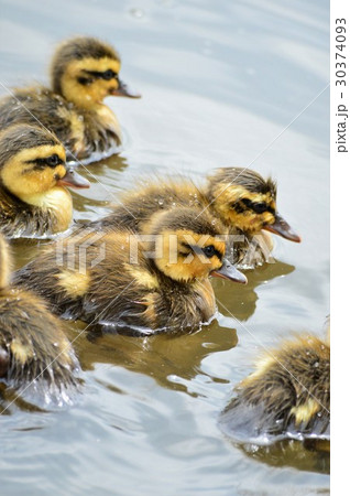 カルガモのヒナ達が池でお散歩中 30374093