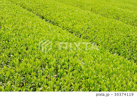 宇治茶の茶畑6 宇治茶の茶畑6 30374119