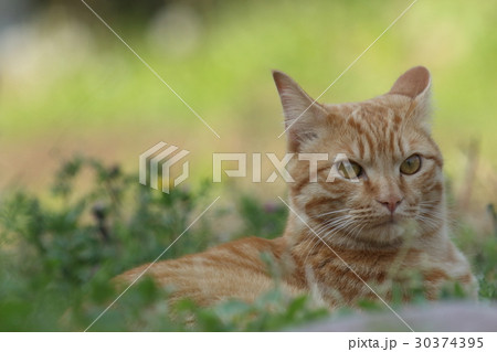 畑の中のチャトラ猫 30374395