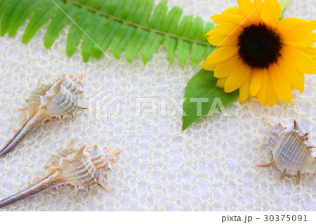 夏のイメージ 夏のイメージ 30375091
