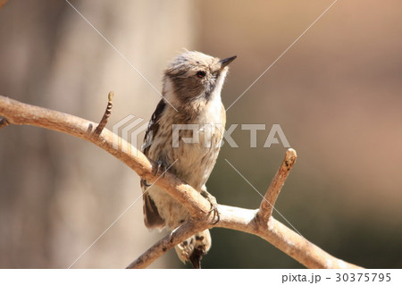 コゲラ コゲラ 30375795