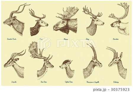 Big set of Horn, antlers Animals moose or elk with 30375923