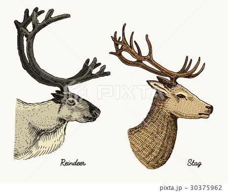 reindeer and stag deer vector hand drawn 30375962