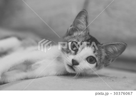 A three-months-old grey-white mixed kitten. A three-months-old grey-white mixed kitten. 30376067