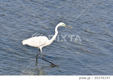 谷津干潟野鳥 30376147