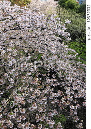 桜の花が舞う公園 30376536