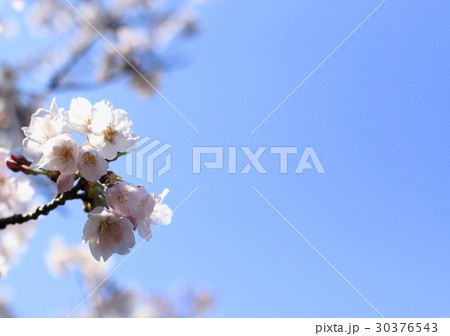 桜の花 30376543