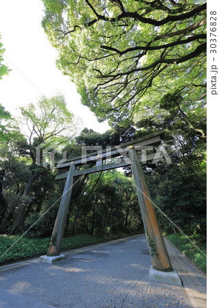 明治神宮の鳥居 明治神宮の鳥居 30376828