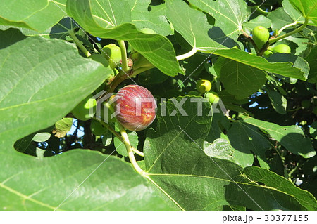 Ripening fig (maturing fig) on the fig tree 30377155