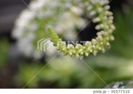 ツメレンゲの花 ツメレンゲの花 30377310
