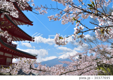 富士山を背景にした桜の花 富士山を背景にした桜の花 30377695