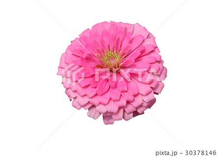 Zinnia flower isolated on white background 30378146