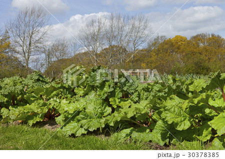 Spring vegetable garden growing big leaf rhubarb Spring vegetable garden growing big leaf rhubarb 30378385