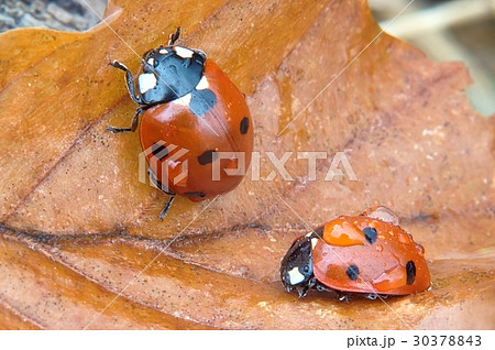 Ladybird Ladybird 30378843