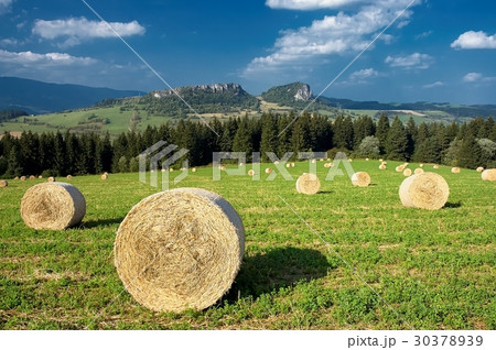 Silage in the meadow Silage in the meadow 30378939