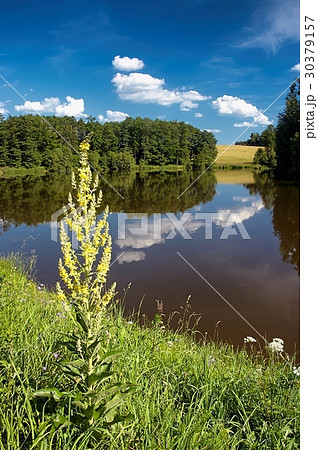 Summer pond 30379157