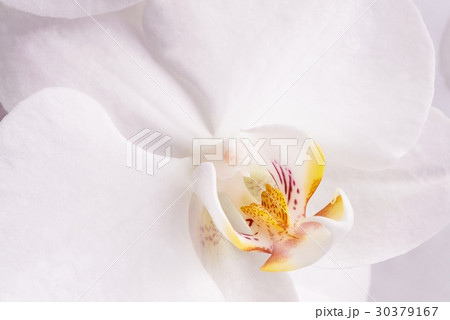 Flower orchids Flower orchids 30379167