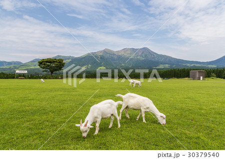 Goats in farm near Aso mountain in Kumamoto, Japan Goats in farm near Aso mountain in Kumamoto, Japan 30379540