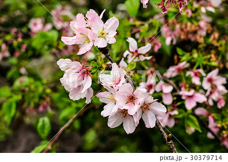 台湾 新北市 淡水 30379714