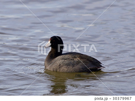 Beautiful image with amazing american coot Beautiful image with amazing american coot 30379967