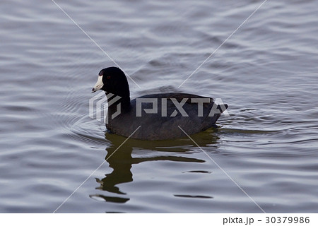 Beautiful image with amazing american coot in lake Beautiful image with amazing american coot in lake 30379986