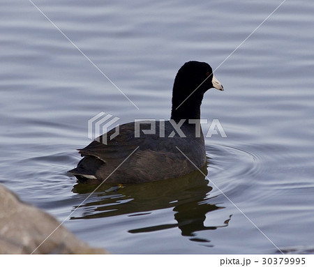 Beautiful background with amazing american coot Beautiful background with amazing american coot 30379995
