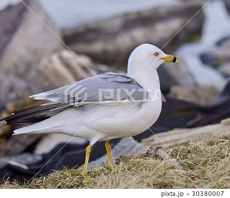 Beautiful isolated image with a gull walking 30380007