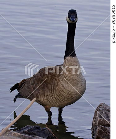 Beautiful isolated photo of a cute Canada goose 30380015