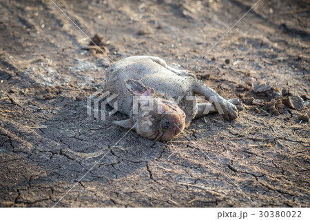 French bulldog animal French bulldog animal 30380022