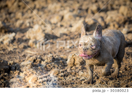 French bulldog animal 30380023