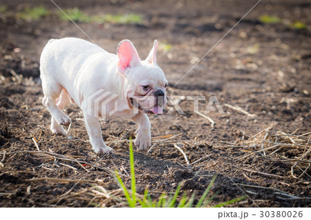 French bulldog animal 30380026