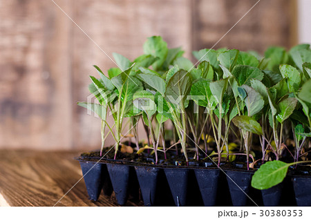 Cabbage seedlings in plastic tray, organic farming Cabbage seedlings in plastic tray, organic farming 30380353