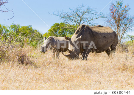 White rhinoceros with puppy, South Africa White rhinoceros with puppy, South Africa 30380444