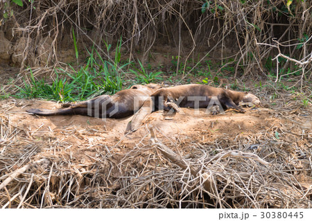 Giant otter from Pantanal, Brazil Giant otter from Pantanal, Brazil 30380445