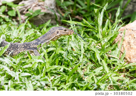 an lizard looking 30380502